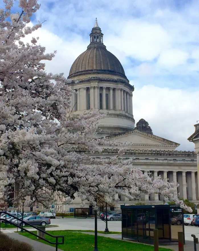 Capitol building with blooming cherry blossoms.